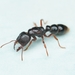鈍針蟻 - Photo 由 Mathias Michael 所上傳的 (c) Mathias Michael，保留部份權利CC BY-NC