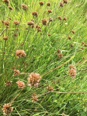 Juncus occidentalis