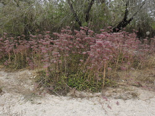 Kalanchoe daigremontiana