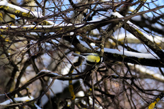Parus major