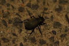 Carabus brandti