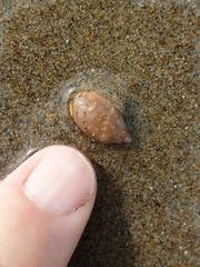 Amalda depressa