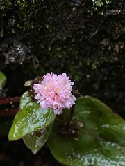 Persicaria capitata