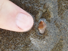 Amalda depressa