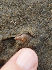 Amalda depressa