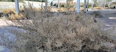 Caroxylon imbricatum