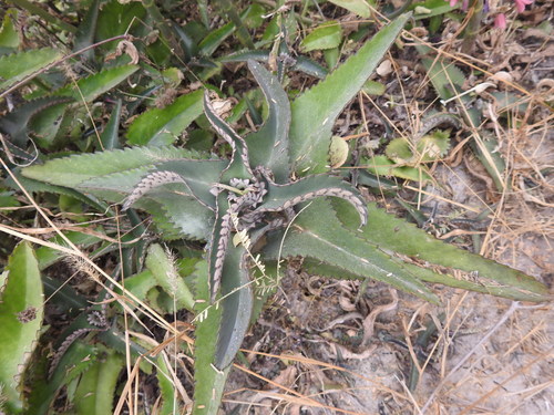 Kalanchoe daigremontiana