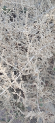 Caroxylon imbricatum