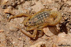 Hottentotta conspersus