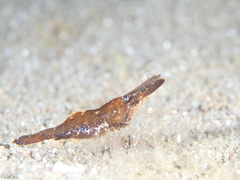 Leander tenuicornis