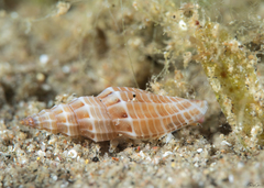 Eucithara