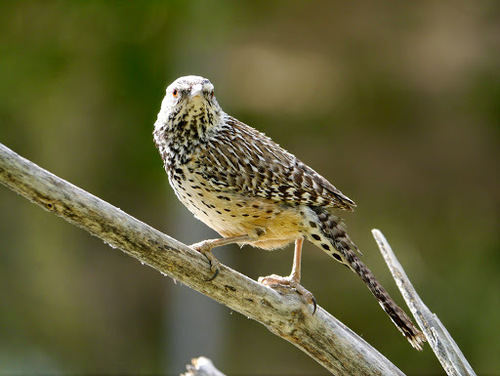 Cactus Wren
