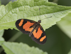 Acraea alicia