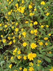 Melampodium longipilum