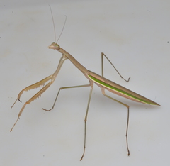 Tenodera costalis