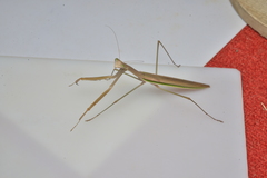 Tenodera costalis