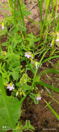 Oxalis semiloba subsp. uhehensis image