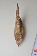 Pteria