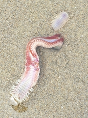 Hartmanonuphis pectinata