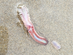 Hartmanonuphis pectinata