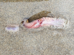 Hartmanonuphis pectinata