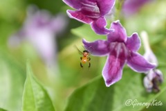 Tetragonula melanocephala