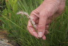 Holothrix scopularia