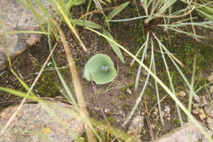 Holothrix scopularia