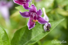 Tetragonula melanocephala