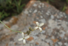 Kohautia amatymbica