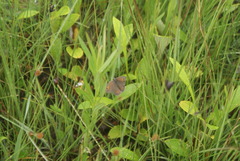 Cassionympha cassius