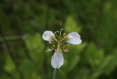 Moraea pubiflora