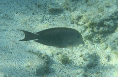 Acanthurus nigrofuscus