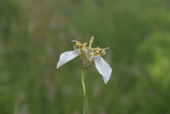 Moraea pubiflora