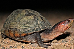 Kinosternon scorpioides
