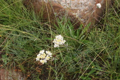 Helichrysum opacum