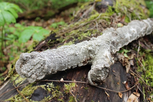Fuscocerrena portoricensis image