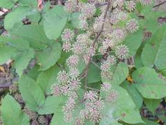 Aralia continentalis