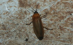 Luciolinae