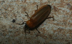 Luciolinae