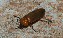 Luciolinae