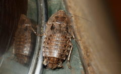 Blattodea