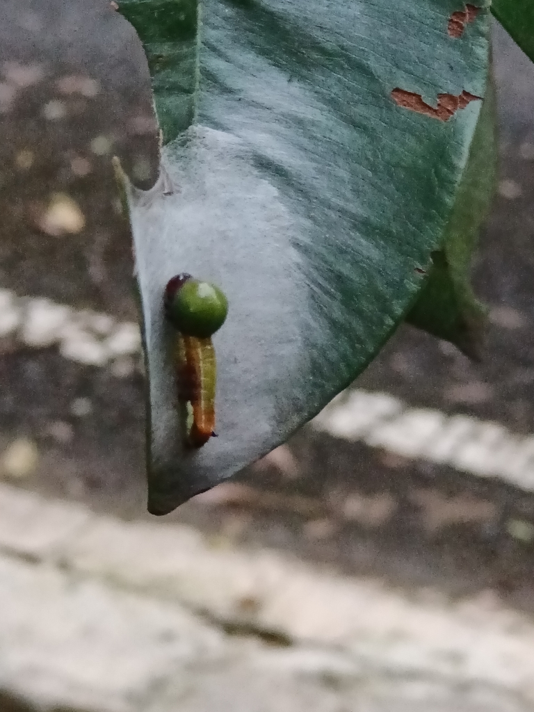 Carea angulata (Carea angulata)