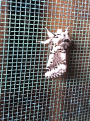 Aglaosoma periblepta