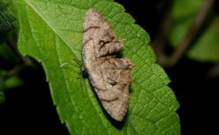 Lepidoptera