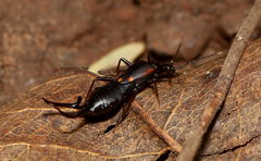 Dermaptera