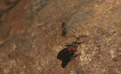 Opiliones
