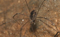 Opiliones