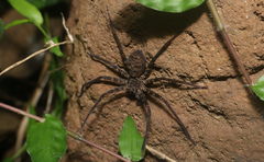 Sparassidae