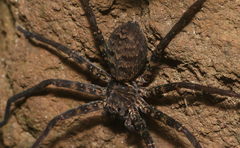 Sparassidae
